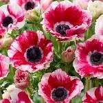 Anemone Mistral Bicolor