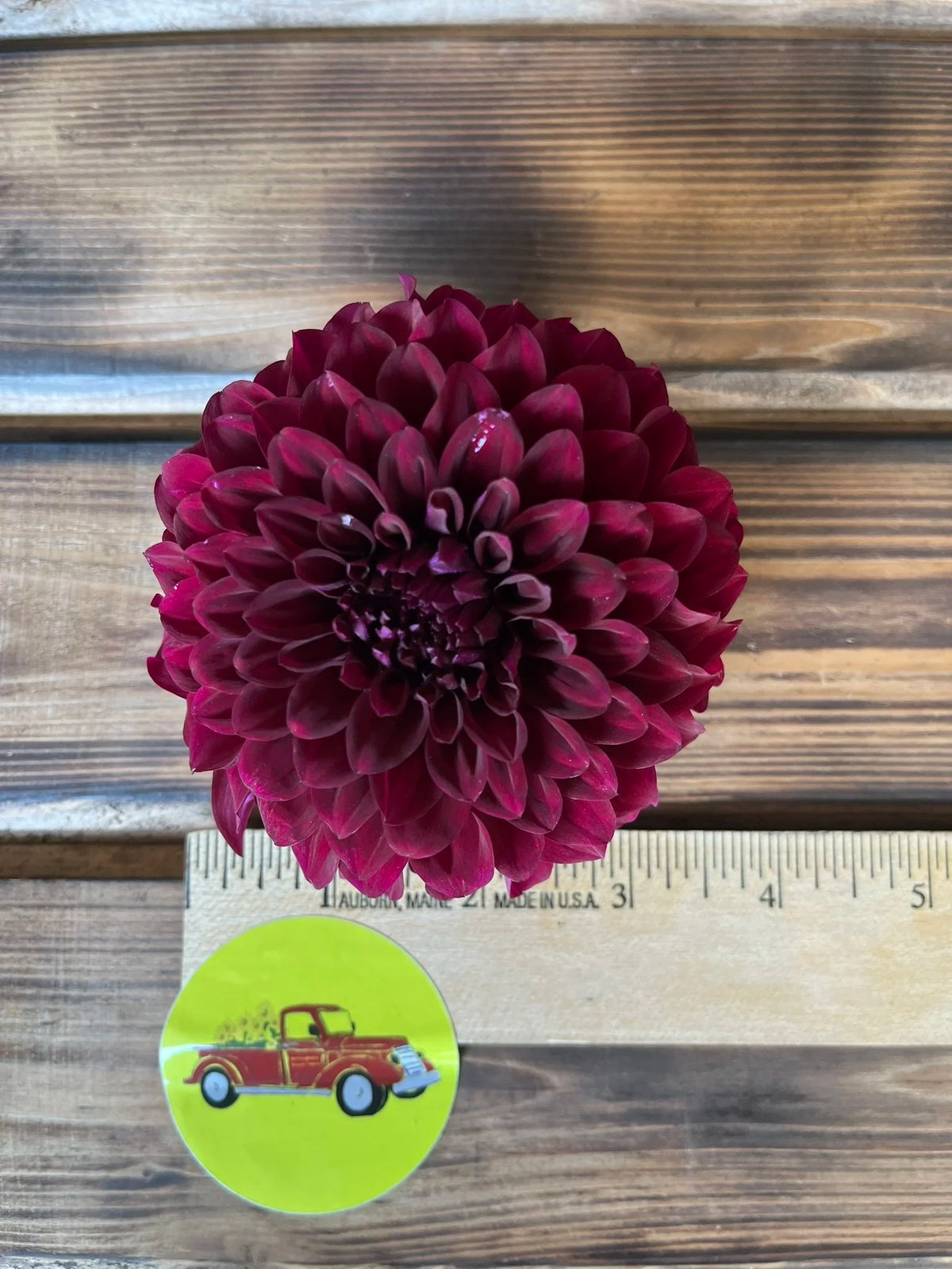 Black Satin dahlia flower, another view of the bloom