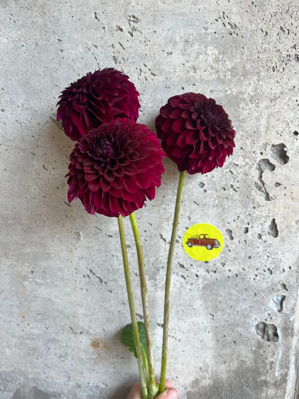 Black Satin dahlia tuber