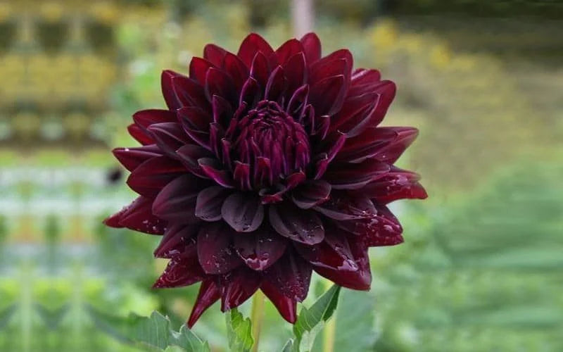 Hollyhill Black Widow dahlia tuber