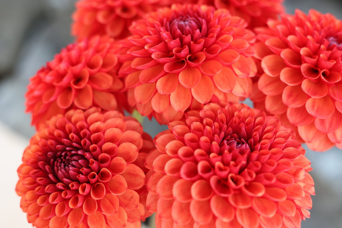 Brown Sugar dahlia bloom, alternate view