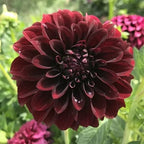 Black Satin dahlia bloom, alternate view