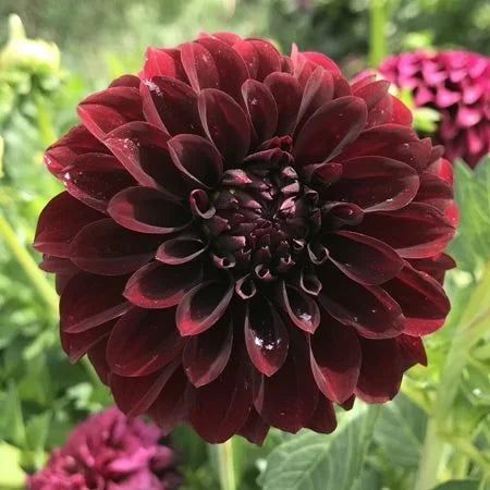 Black Satin dahlia bloom, alternate view