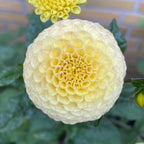 Ultimate Cut Flower Pack dahlia tuber