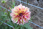 Caribbean Fantasy dahlia flower, another view of the bloom