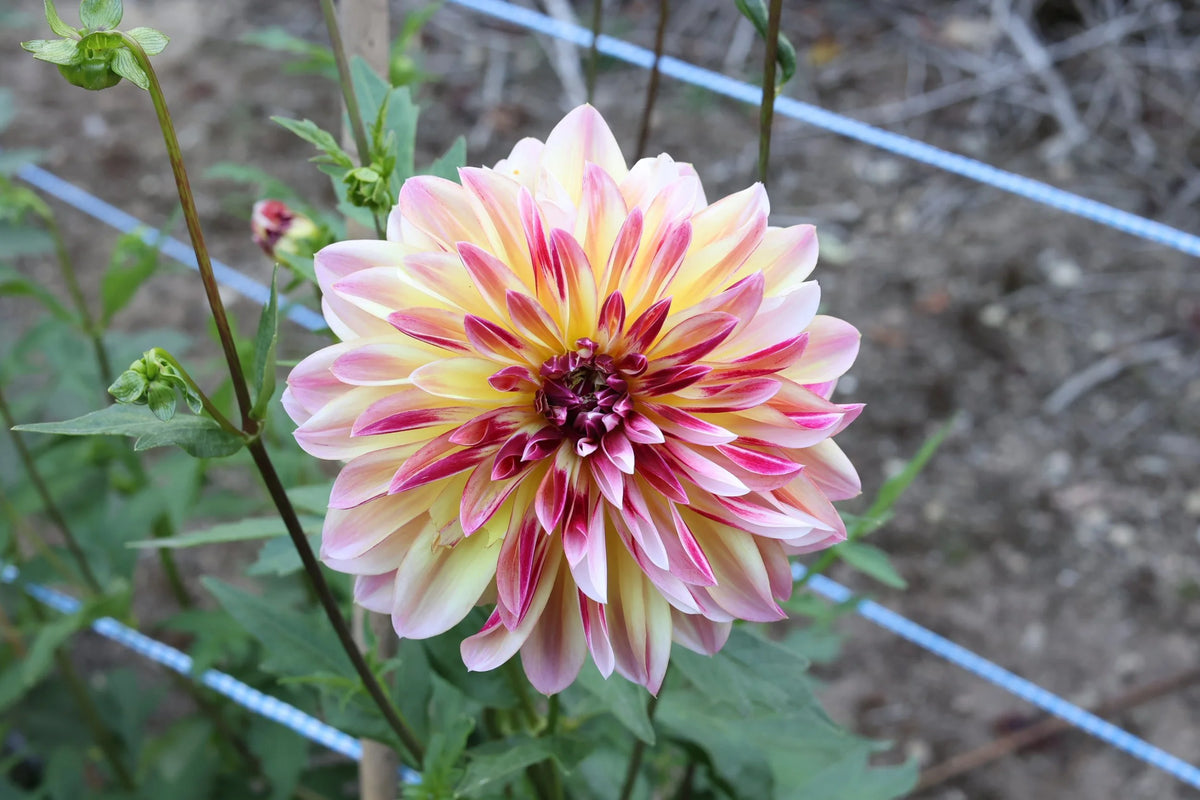 Caribbean Fantasy dahlia flower, another view of the bloom