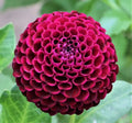 Chick a Dee dahlia tuber