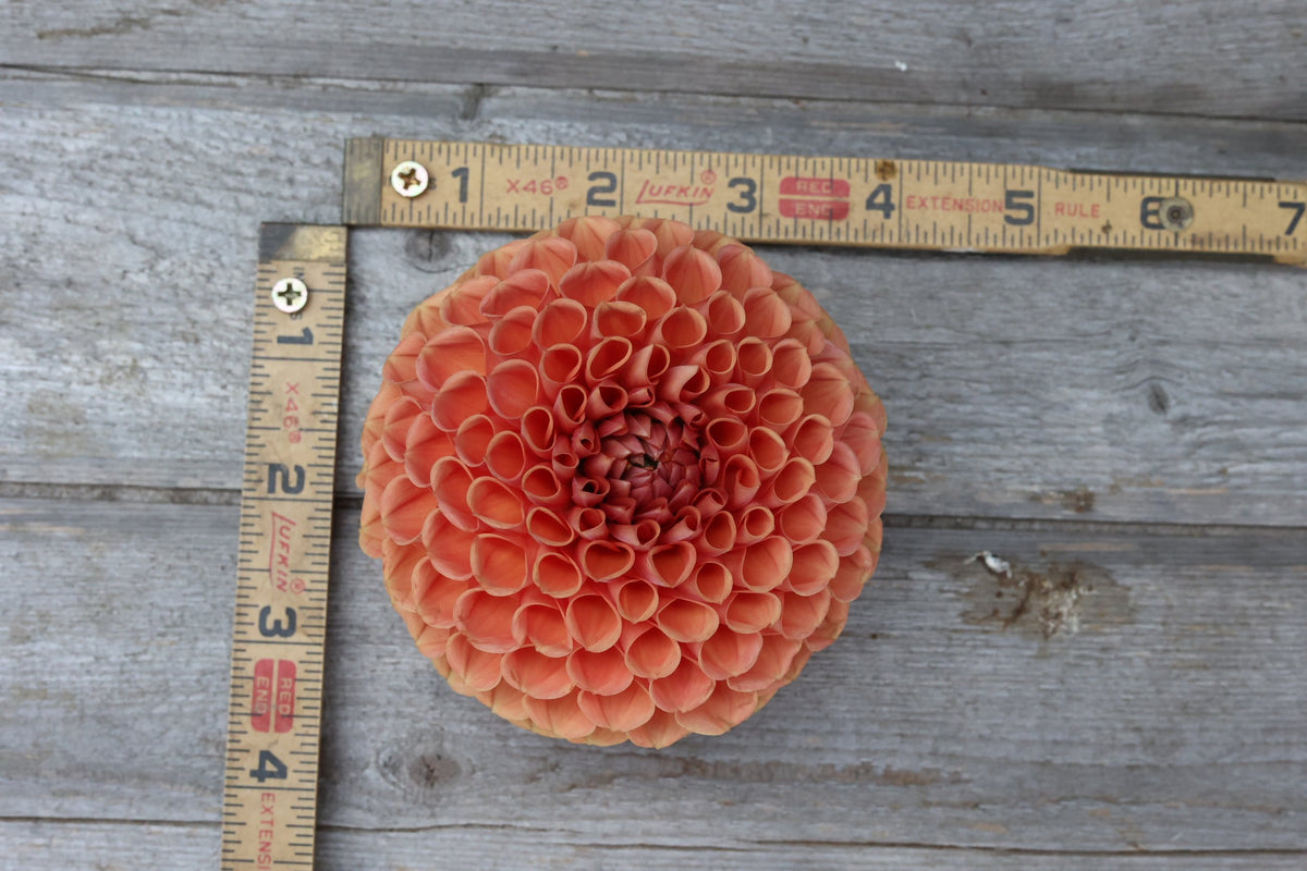 Cornel Bronze dahlia bloom, alternate view
