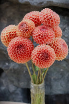 Cornel Bronze dahlia tuber