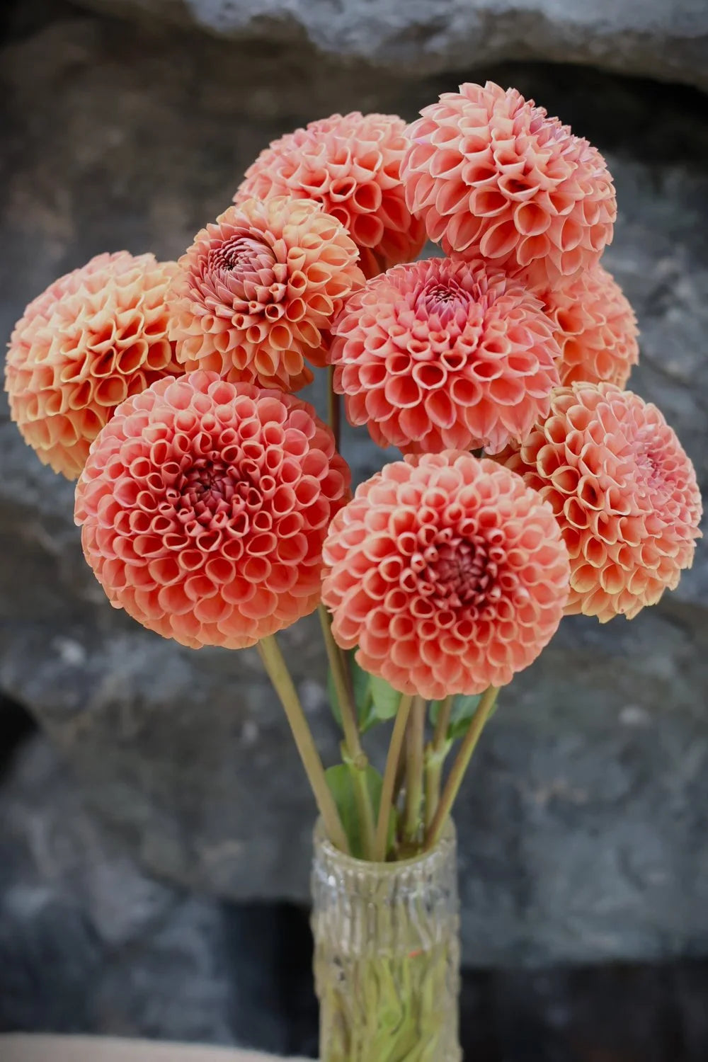 Cornel Bronze dahlia tuber