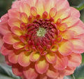 CSY Juicy (Cozeytown) dahlia tuber