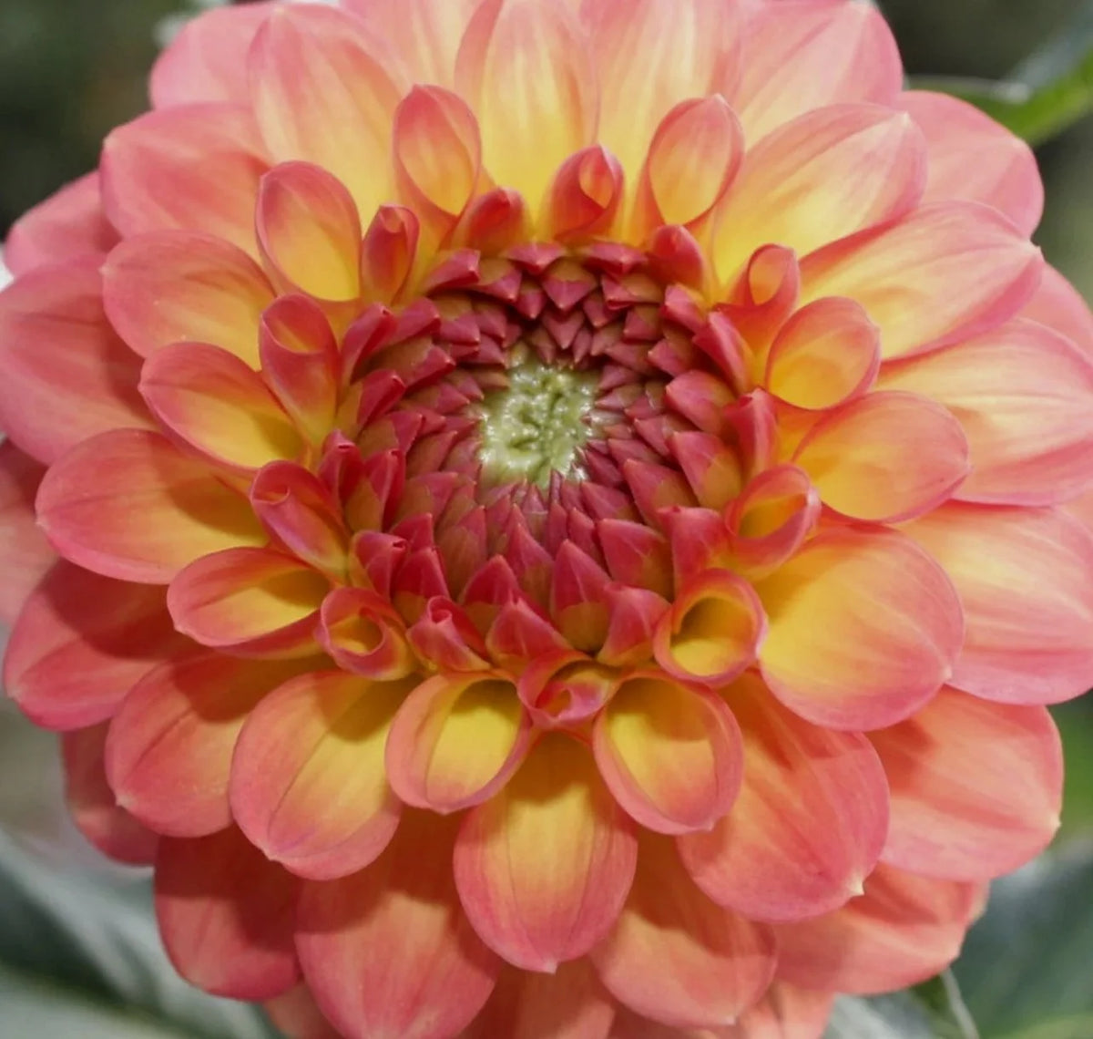 CSY Juicy (Cozeytown) dahlia tuber