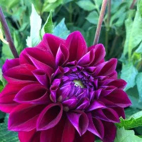 Diva dahlia tuber