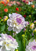 Eveline dahlia tuber
