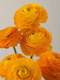 Ranunculus Giallo PICK UP ONLY, Bellingham Flower Farm