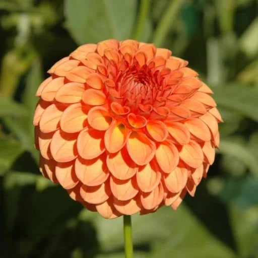 Gingeroo dahlia tuber