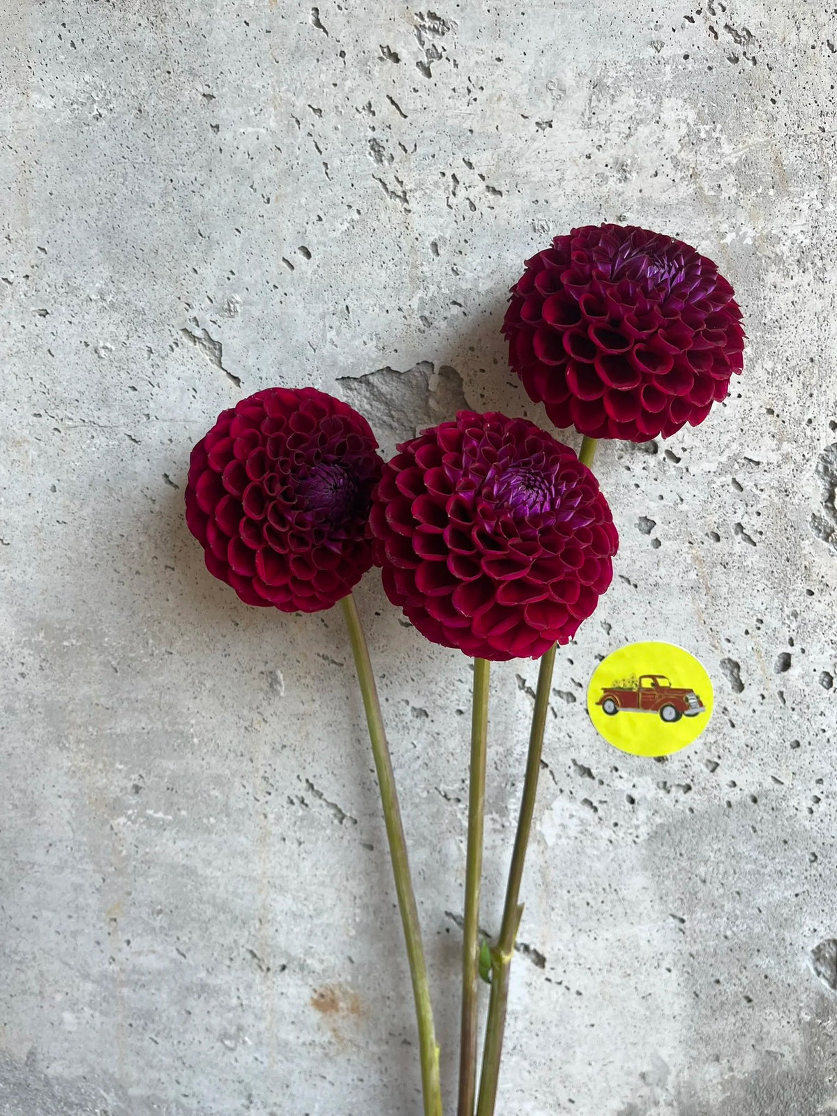 Ivanetti dahlia tuber