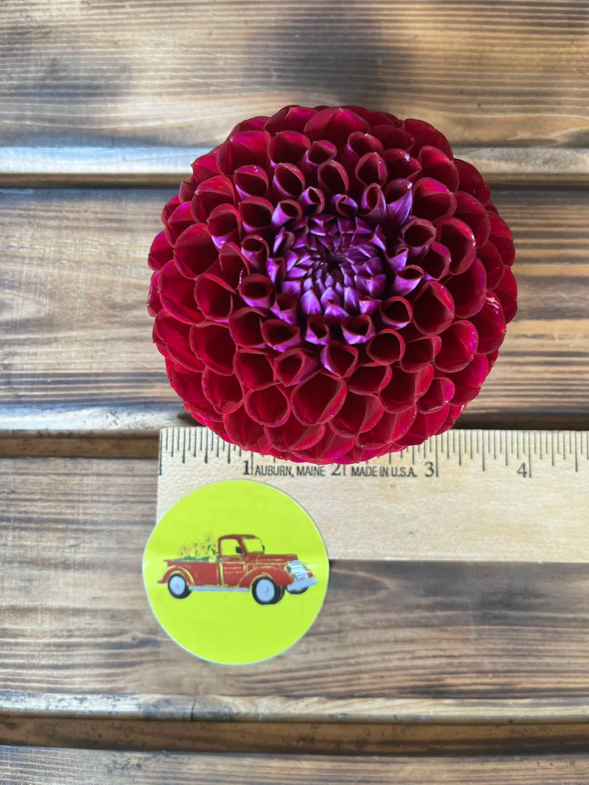 Ivanetti dahlia bloom, alternate view