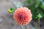 Ultimate Cut Flower Pack dahlia bloom, additional photo