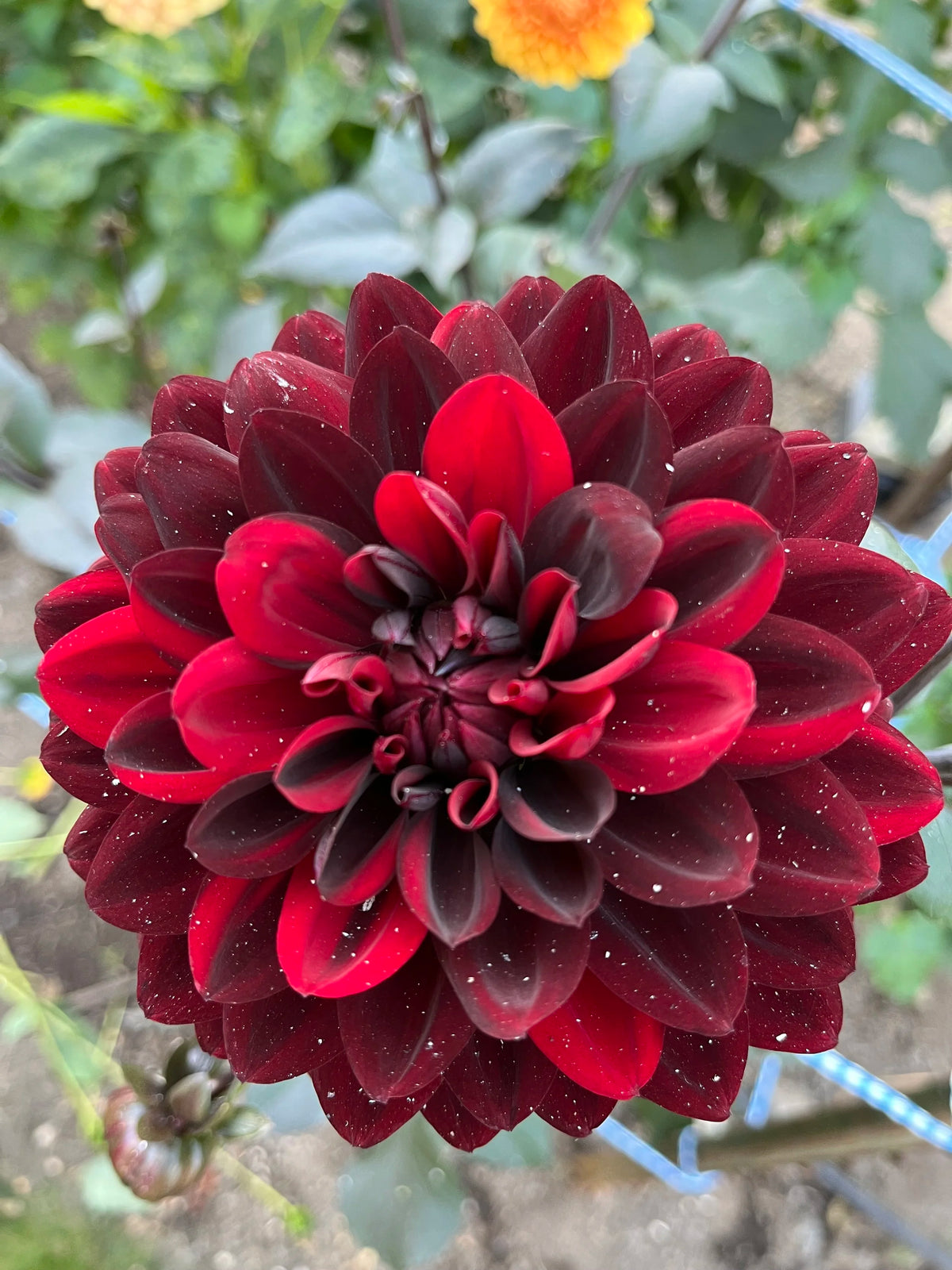 Karma Choc dahlia bloom, alternate view