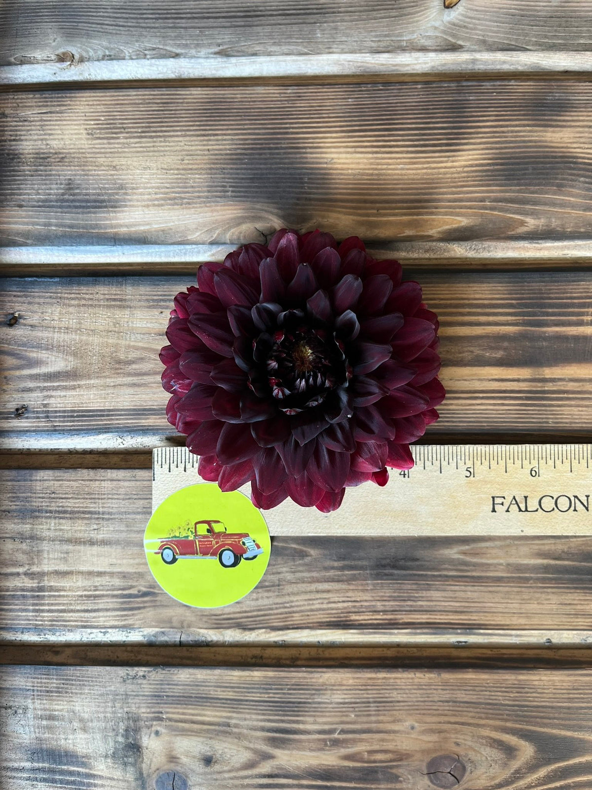 Karma Choc dahlia flower, another view of the bloom