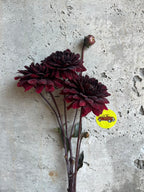 Karma Choc dahlia bloom, additional photo