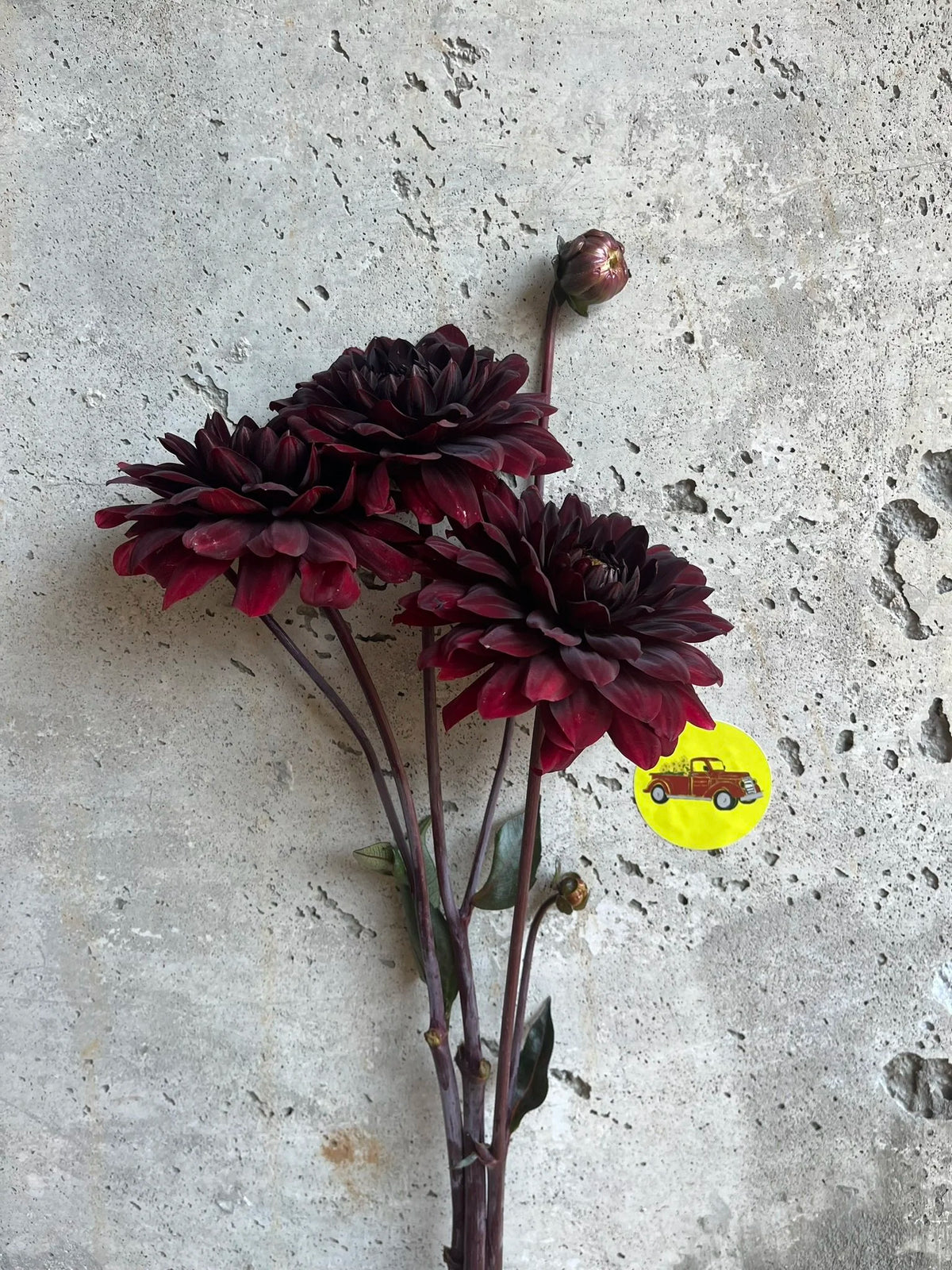 Karma Choc dahlia bloom, additional photo