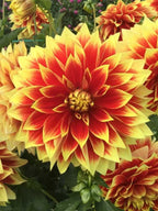 Ketchup & Mustard dahlia bloom, alternate view