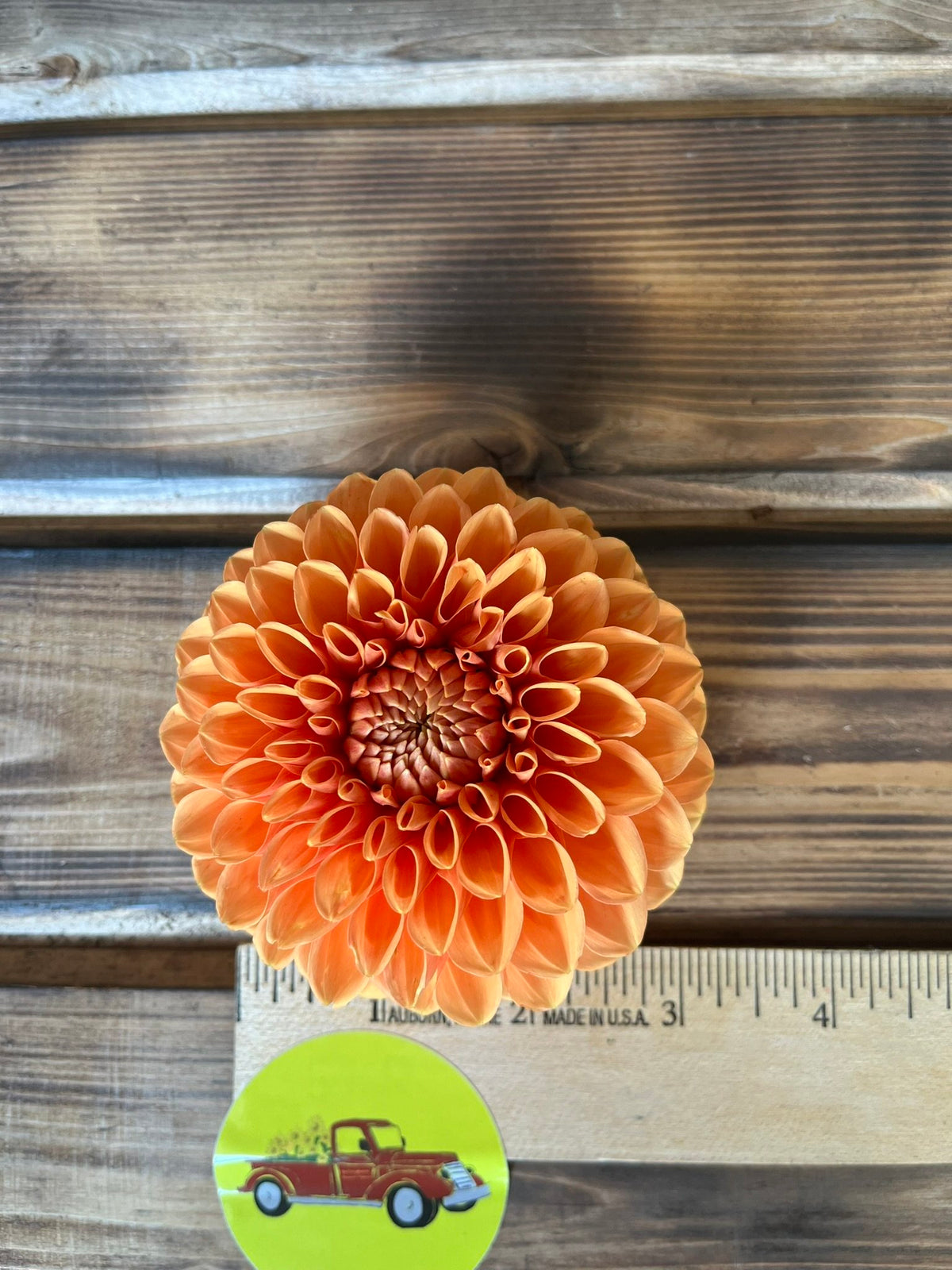 Maarn dahlia tuber
