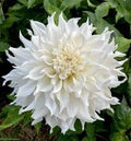 KA™ Papa John dahlia tuber