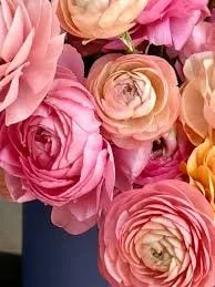 Ranunculus Pastello PICK UP ONLY, Bellingham Flower Farm