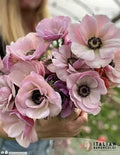 Anemone Rarity