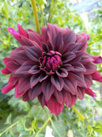 Rip City dahlia flower, another view of the bloom