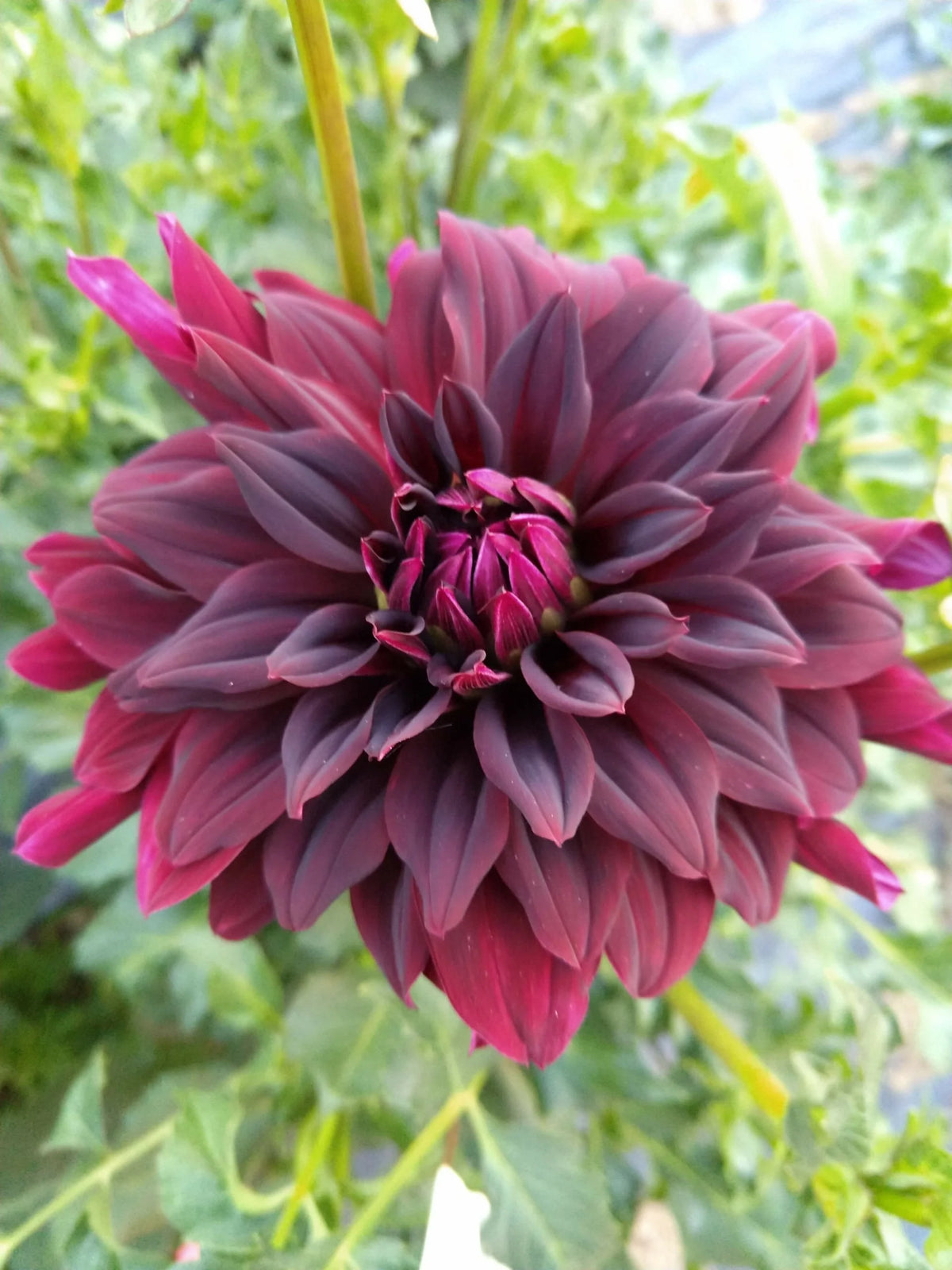 Rip City dahlia flower, another view of the bloom