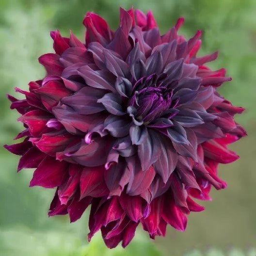 Rip City dahlia bloom, alternate view