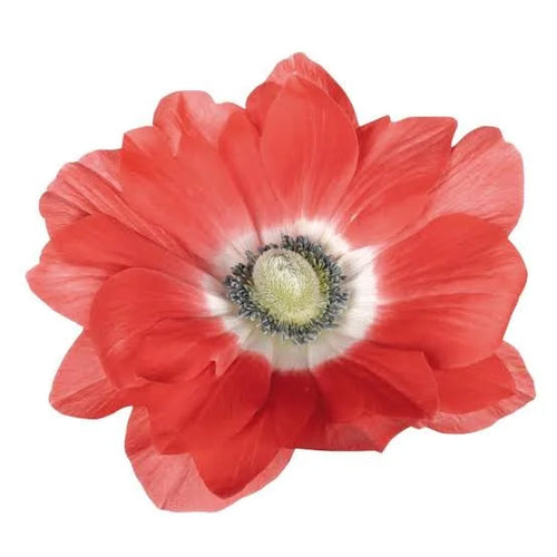 Anemone Salmone