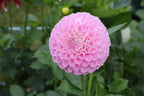Ultimate Cut Flower Pack dahlia bloom, additional photo