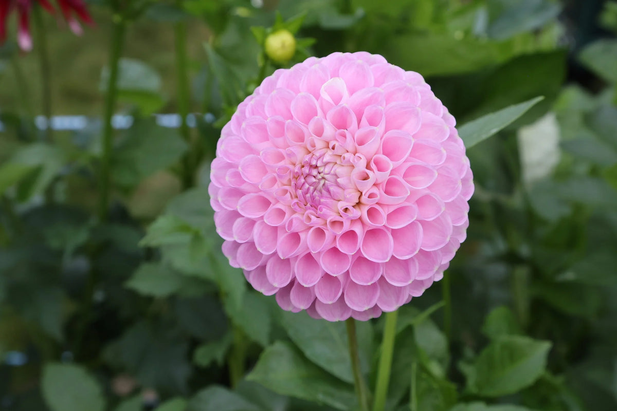 Ultimate Cut Flower Pack dahlia bloom, additional photo