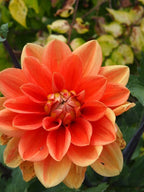 Teddy dahlia flower, another view of the bloom