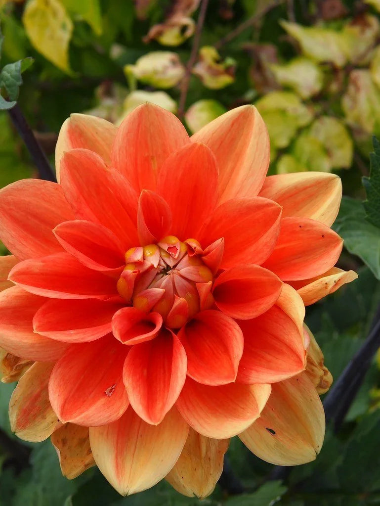 Teddy dahlia flower, another view of the bloom