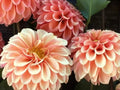 Rose Toscano dahlia tuber