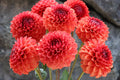 Valley Rust Bucket dahlia tuber