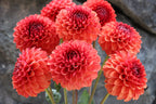 Valley Rust Bucket dahlia tuber