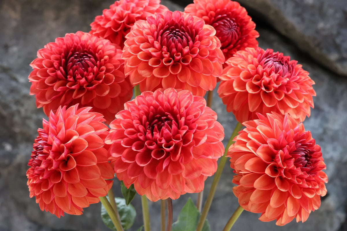 Valley Rust Bucket dahlia tuber