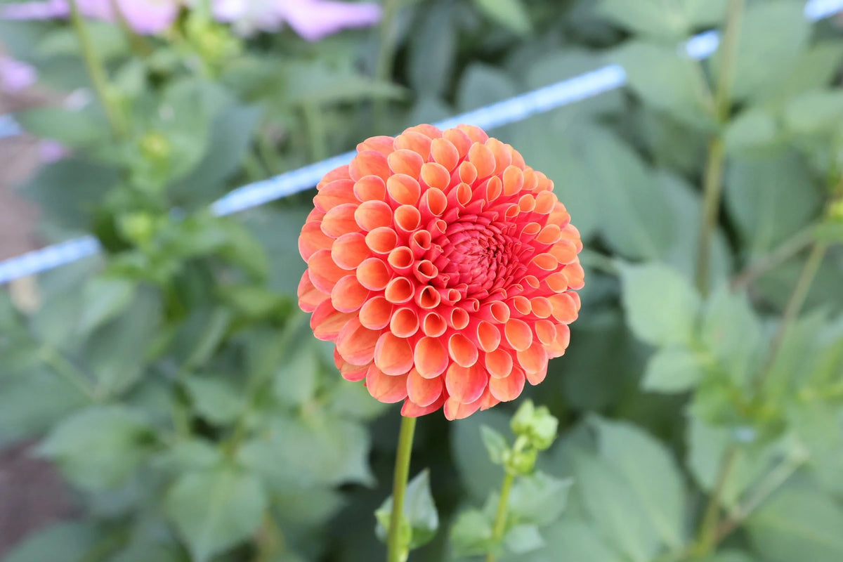 Valley Rust Bucket dahlia bloom, alternate view