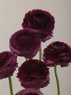Ranunculus Viola PICK UP ONLY, Bellingham Flower Farm, alternate view