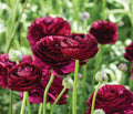 Ranunculus Viola PICK UP ONLY, Bellingham Flower Farm