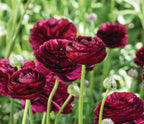 Ranunculus Viola PICK UP ONLY, Bellingham Flower Farm