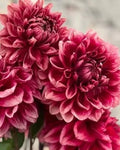 Bloomquist York dahlia tuber