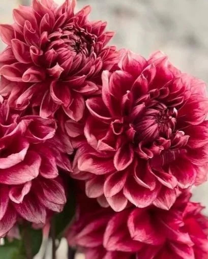 Bloomquist York dahlia tuber